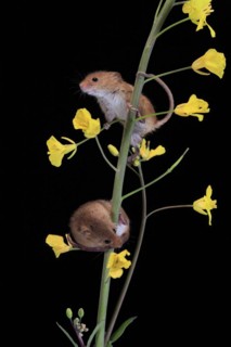 Eurasian harvest mouse (Micromys minutus), adult, two, pair, on plant stem, flowering, foraging, at
