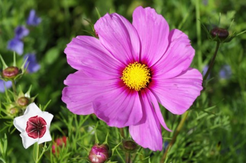 Colourful cosmeas (Cosmea bipinnata), cosmea, in a garden with a striking pink and white flower