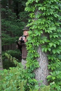 Huntress with rifle and binoculars behind a spruce (Picea) Allgaeu, Bavaria, Germany, Europe