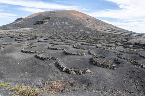 Lava landscape overgrown with lichens and succulents, in the background vineyards protected by dry