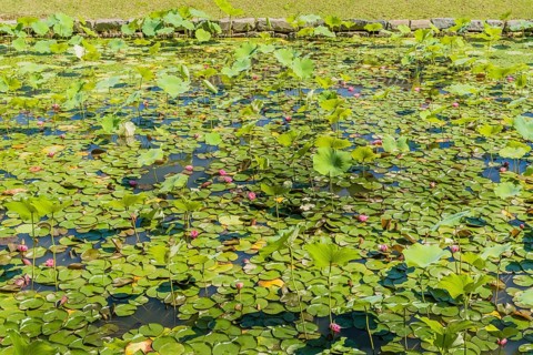 A tranquil pond covered in lily pads and scattered water lilies, in South Korea