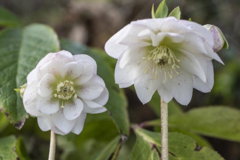 Double-flowered Lenzrose (Helleborus orientalis Hybride), Speyer, Rhineland-Palatinate, Germany,