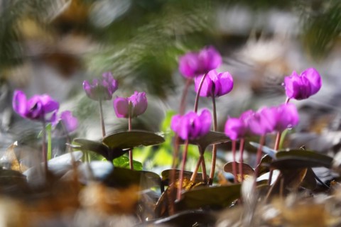 Wild cyclamen, February, Germany, Europe