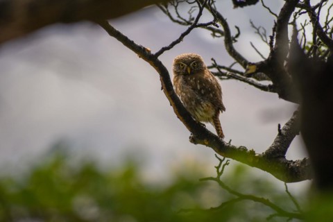 Australian pygmy owl (Glaucidium nana), seen in Perito Moreno National Park, Patagonia, Argentina,