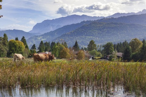 Wetterstein mountains with cows and pond in autumn, hiking trail Kramerplateauweg,