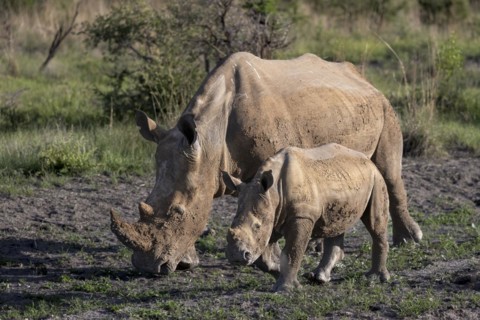 White rhinoceros (Ceratotherium simum) cow with baby, Madikwe Game Reserve, North West Province,