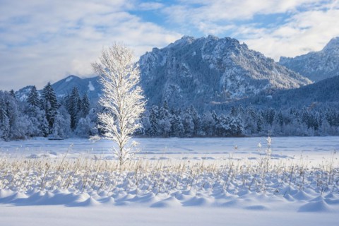 Schwansee in winter, behind it Neuschwanstein Castle and the Tegelberg, 1720m, near Hohenschwangau,