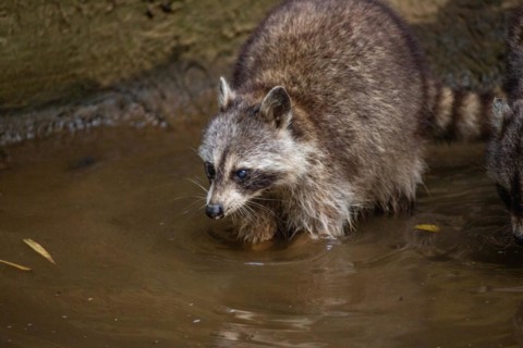 Raccoon in natural environment, close-up, portrait of the animal on Guadeloupe au Parc des