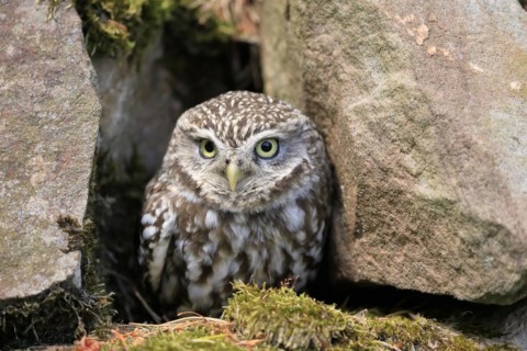 Little owl (Athene noctua), (Tyto alba), adult, at breeding den, alert, portrait, Lowick,