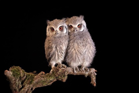 Southern white-faced owl (Ptilopsis granti), juvenile, two juveniles, siblings, at night, on guard,