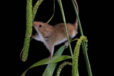 Eurasian harvest mouse (Micromys minutus), adult, on plant stalks, ears of corn, foraging, at