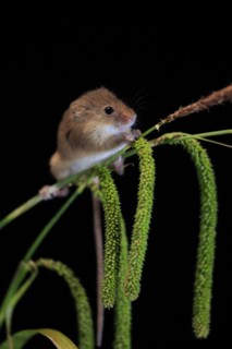 Eurasian harvest mouse (Micromys minutus), adult, on plant stalks, ears of corn, foraging, at