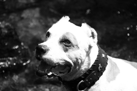 Intense close-up of a dog with water in the background, Amazing Dogs in the Nature