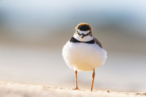 Slender-billed plover (Anarhynchus collaris) Pantanal Brazil