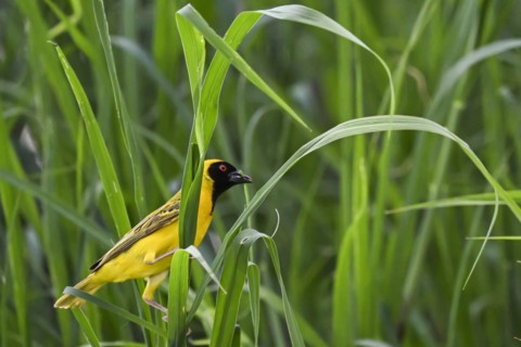 Southern masked weaver (Ploceus velatus) collecting nesting material, Madikwe Game Reserve, North