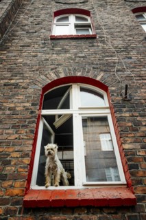 Cute hairy dog sticking out of the window in brick tenant house in Nikiszowiec, Katowice, southern