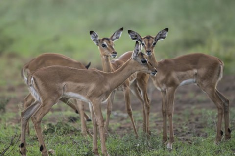 Black Heeler Antelope or Impala (Aepyceros melampus) herd with young, nursery, Madikwe Game