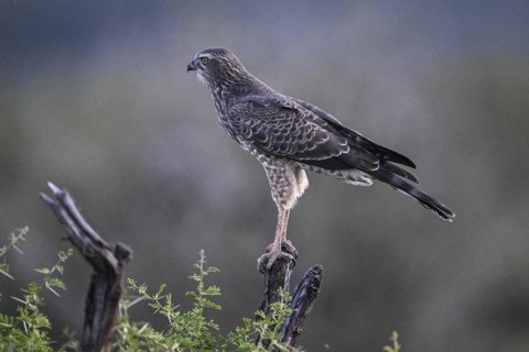 Silver Singing Goshawk, also known as pale chanting goshawk (Melierax canorus) juvenile, Madikwe