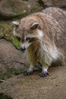Raccoon in natural environment, close-up, portrait of the animal on Guadeloupe au Parc des