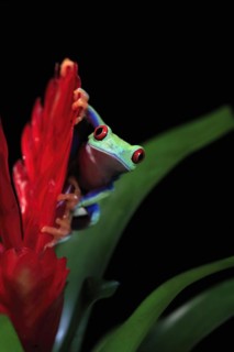 Red-eyed tree frog (Agalychnis callidryas), adult, on bromeliad, captive, Central America