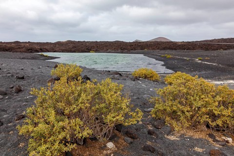 Water basin at Playa de Montana Bermeja, vore Desfontaines yoke leaf (Zygophyllum fontanesii),