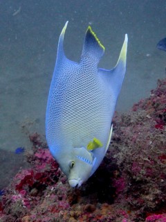 Bermuda angelfish (Holacanthus bermudensis), angelfish, dive site Anna's Reef, Destin, Panhandle,