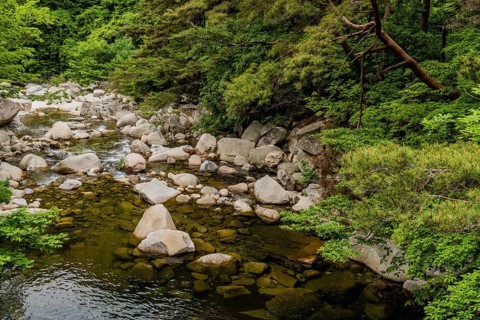 A calm stream meanders through a rock-strewn forest with reflective waters, in South Korea