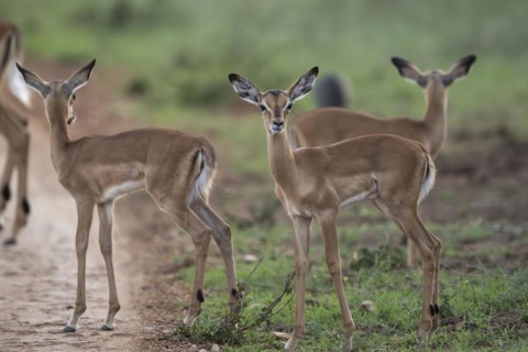Black Heeler Antelope or Impala (Aepyceros melampus) herd with young, nursery, Madikwe Game