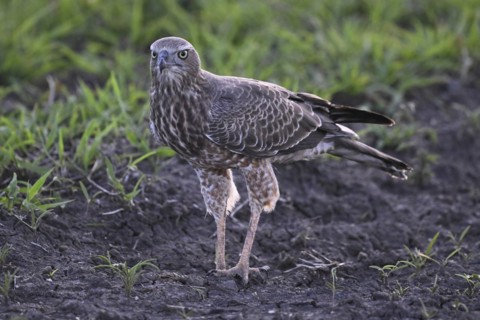 Silver Singing Goshawk, also known as pale chanting goshawk (Melierax canorus) juvenile, Madikwe