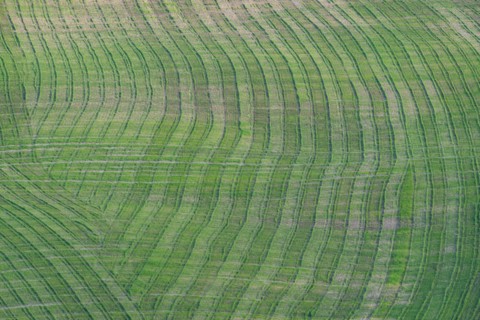 Traces on a cultivated area, Crete Senesi, Province of Siena, Tuscany, Italy, Europe
