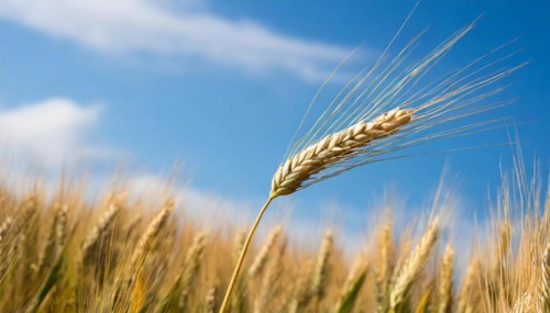 AI generated, A single ear in the cornfield, Barley