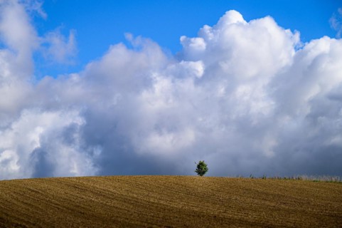 Wide landscape with a tree and dramatic clouds in the sky, Windrather Tal, Velbert-Langenberg,