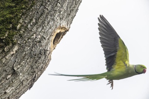 Rose-ringed parakeet (Psittacula krameri), flying, Speyer, Rhineland-Palatinate, Germany, Europe