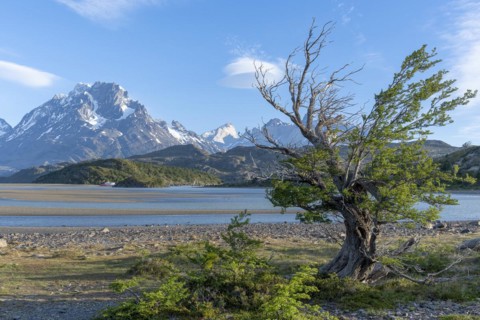Shoreline vegetation in front of Lago Grey, Torres del Paine National Park, Parque Nacional Torres