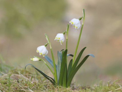Spring snowdrop (Leucojum vernum), March snowdrop, March bell, large snowdrop. Amaryllis family