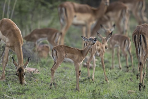 Black Heeler Antelope or Impala (Aepyceros melampus) herd with young, nursery, Madikwe Game