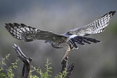 Silver Singing Goshawk, also known as pale chanting goshawk (Melierax canorus) juvenile, Madikwe