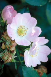 Delicate pink-white flowers with visible stamens surrounded by green leaves Apple blossom Malus