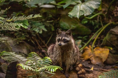 Raccoon in natural environment, close-up, portrait of the animal on Guadeloupe au Parc des