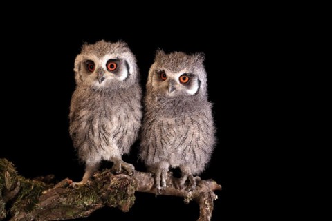 Southern white-faced owl (Ptilopsis granti), juvenile, two juveniles, siblings, at night, on guard,