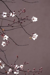 Beautiful blossom of an ornamental cherry, March, Germany, Europe