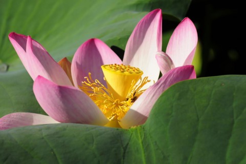 Detailed view of a pink-yellow lotus (Nelumbo), between green leaves, Stuttgart,