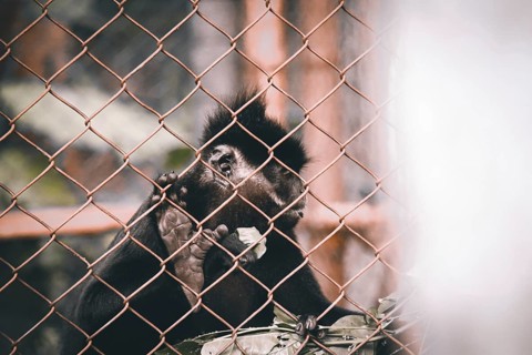 Black Crested Gibbon or Nomascus concolor rescued from poachers and rehabilitated at Cuc Phoung