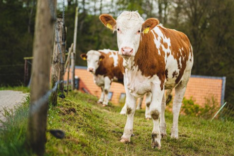 A group of cows in the pasture looks attentively at the camera, Wuelfrath, Mettmann, North