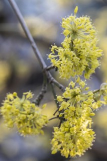 Cornelian cherry (Cornus mas), Speyer, Rhineland-Palatinate, Germany, Europe