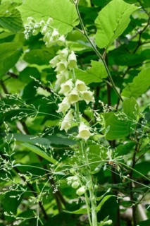 White flowers hanging from a plant surrounded by green leaves in nature white foxglove Digitalis