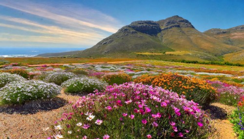 KI generated, The desert in Namaqualand blooms in August and September each year, Namibia, Africa