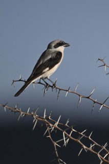 Lesser grey shrike (Lanius minor), Madikwe Game Reserve, North West Province, South Africa, RSA,