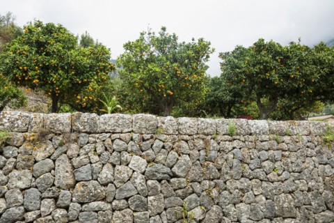 Citrus plantation and old stone wall, Fornalutx, Serra de Tramuntana, Majorca, Balearic Islands,