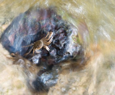 Several chinese mitten crab (Eriocheir sinensis), invasive species, neozoon, crabs, juveniles,